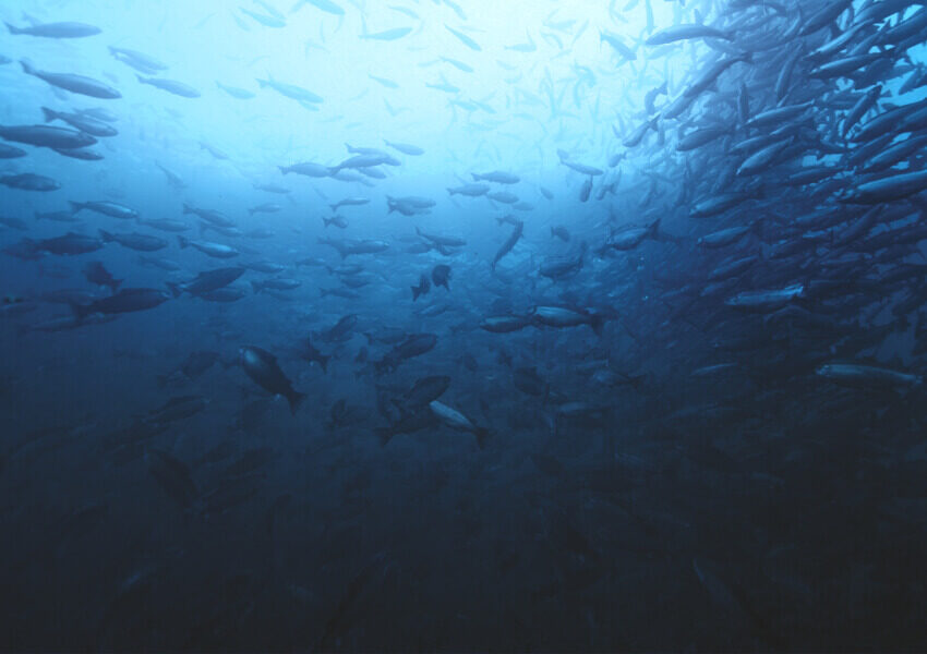Podwodne zdjęcie ogromnej ławicy ryb pływających w głębokiej, niebieskiej toni oceanu.